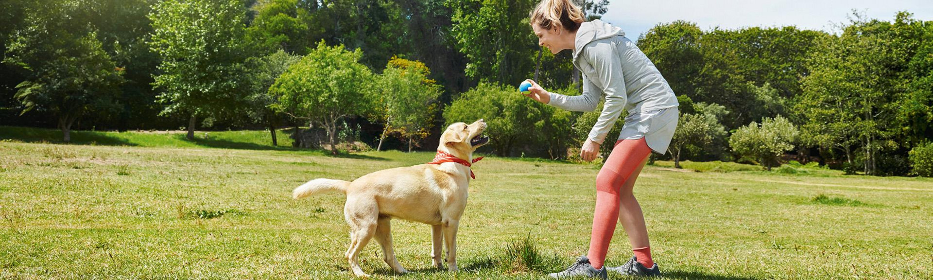Young woman with a ball in hand playing with her golden retriever dog in the park when wearing compression on her left leg